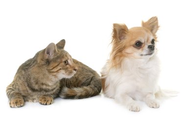 Tabby yavru kedi ve chihuahua