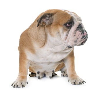İngilizce bulldog Studio