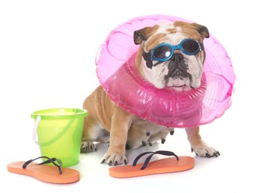 İngilizce bulldog tatil