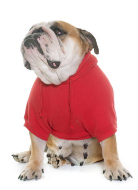 giyinmiş İngilizce bulldog