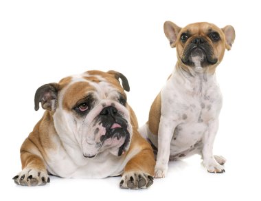 İngilizce bulldog ve Fransız buldozer