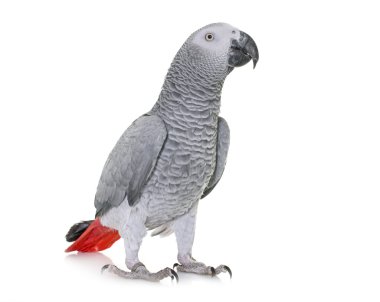 Afrika gri papağanı