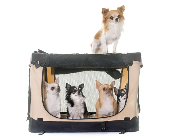 Chihuahuas taşıma köpek kulübesi — Stok fotoğraf