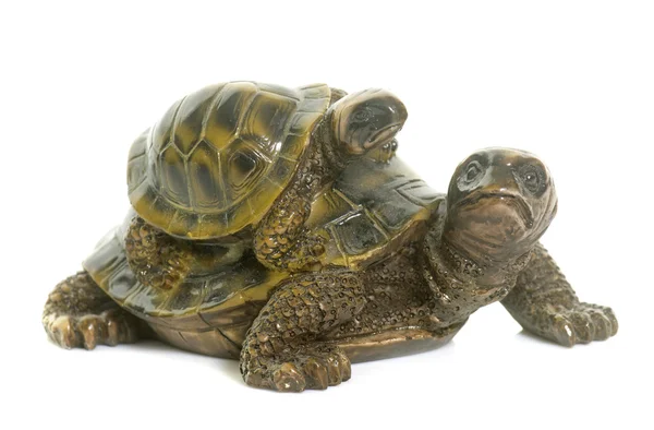 Ceramics turtle in studio — Stock Photo, Image