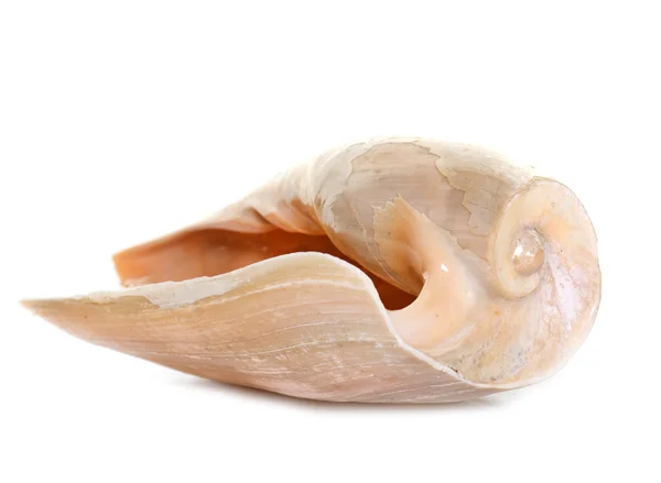 Shellfish in studio — Stock Photo, Image