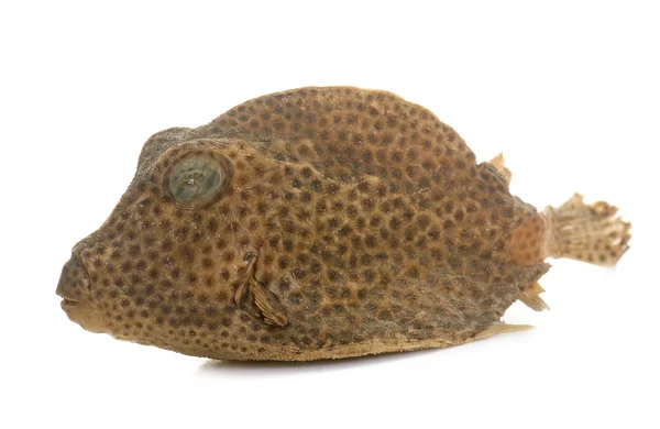 Boxfish en estudio —  Fotos de Stock