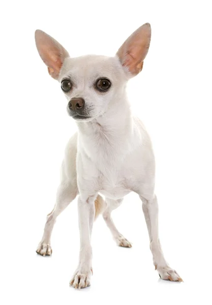 Chihuahua i studio — Stockfoto