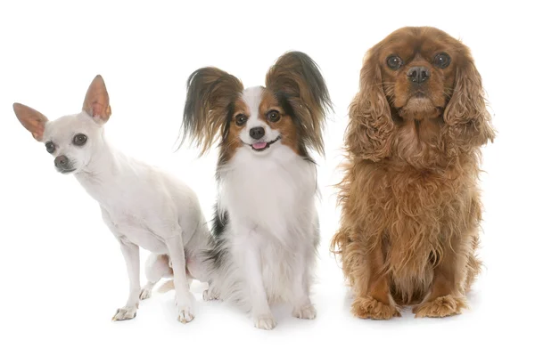 Drie kleine honden in de studio — Stockfoto