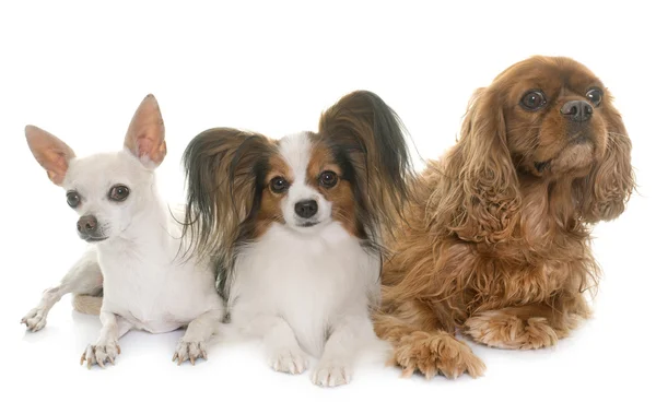 Tre små hundar i studio — Stockfoto