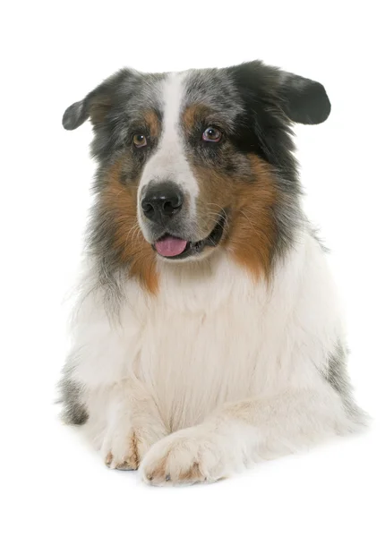 Australian shepherd i studio — Stockfoto