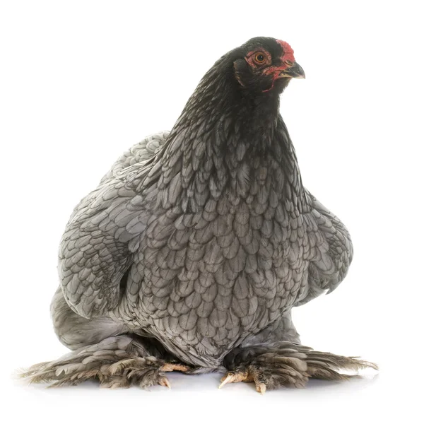 Brahma kurczaka w studio — Zdjęcie stockowe