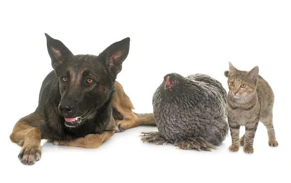 Gatinho, frango e malinois — Fotografia de Stock