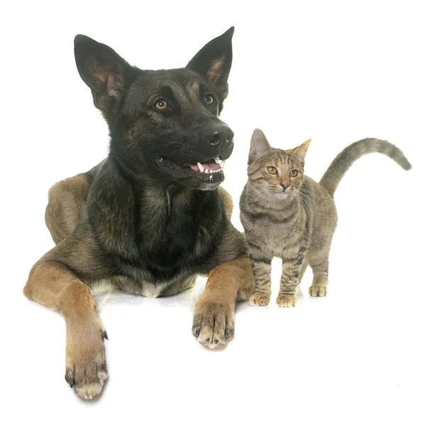 Kattunge och malinois — Stockfoto