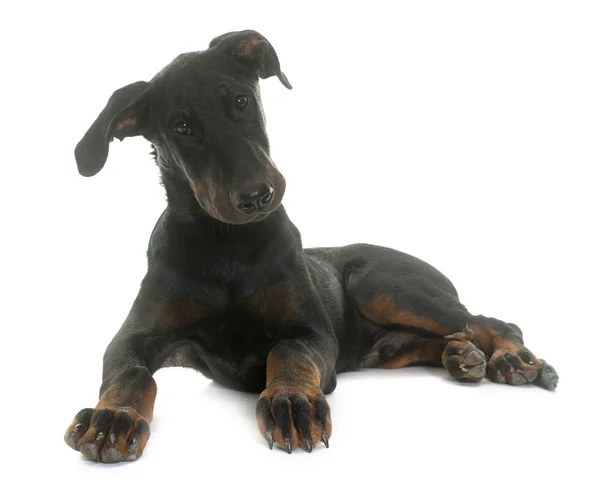 Молодий босерон собака — стокове фото