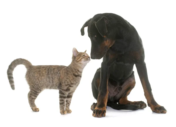 젊은 beauceron 개와 고양이 — 스톡 사진
