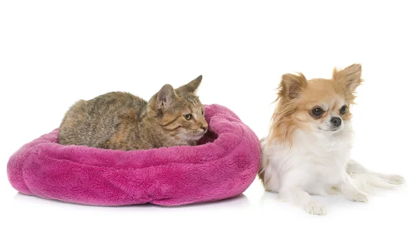 Tabby kitten and chihuahua — Stock Photo, Image