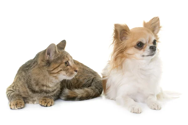 Gatito tabby y chihuahua — Foto de Stock