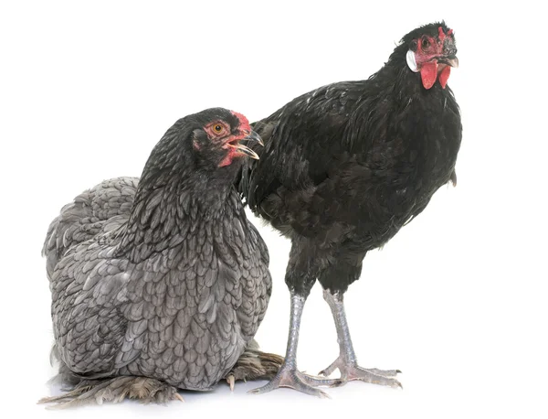 La Fleche and brahma chicken — Stock Photo, Image
