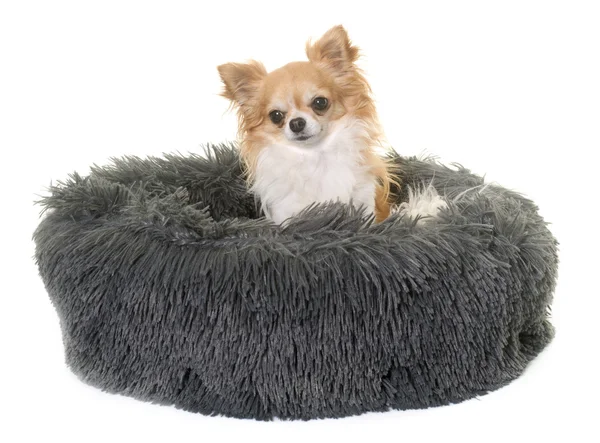 Chihuahua in cushion — Stock Photo, Image