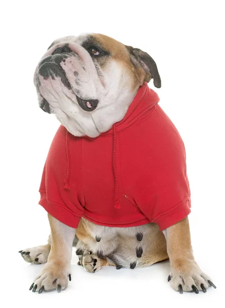Bulldog inglés vestido — Foto de Stock