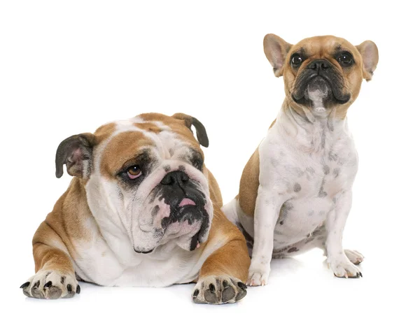 Englische Bulldogge und französische Bulldogge — Stockfoto