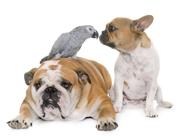 Bulldog e pappagallo — Foto Stock