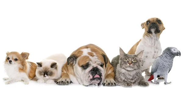 애완 동물의 그룹 — 스톡 사진