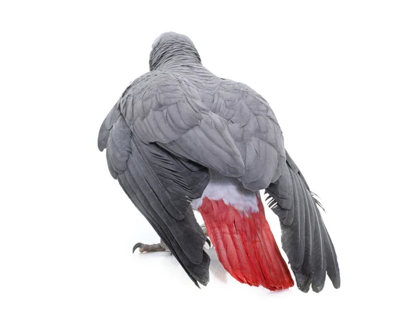 African grey parrot — Stock Photo, Image