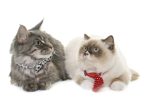 Inglês longhair et maine coon cats — Fotografia de Stock