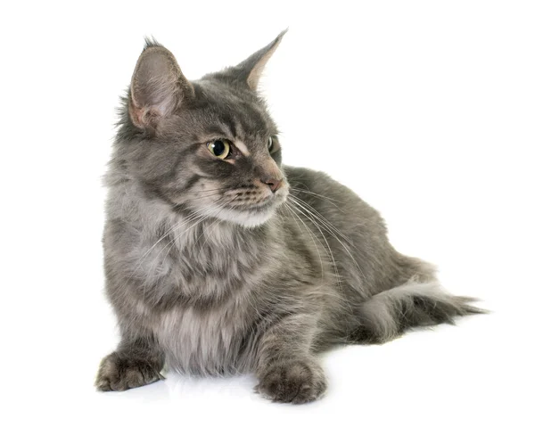 Maine coon cat — Stock Photo, Image