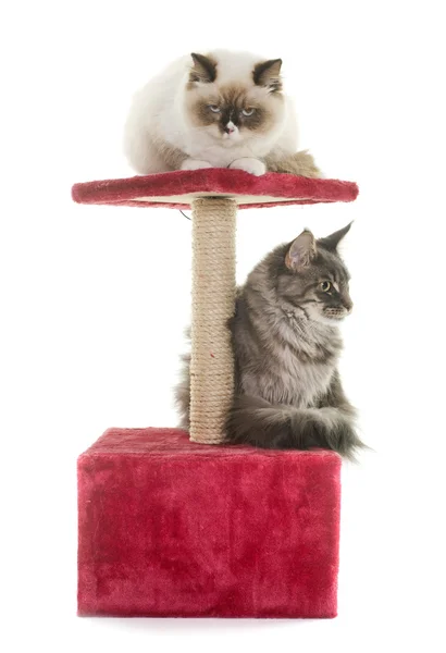 Gatos no posto de coçar Imagens Royalty-Free