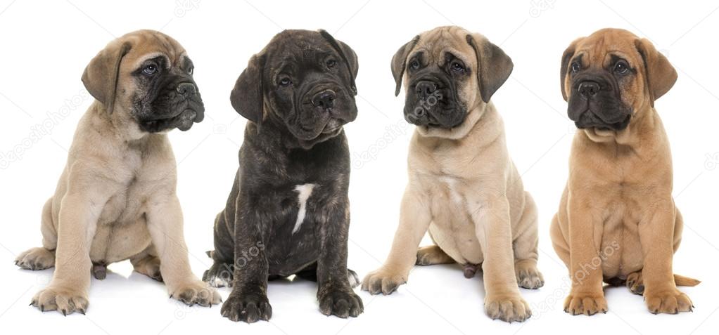 puppy bull mastiff