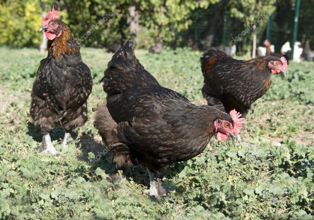 marans kippen in de tuin — stockfoto © cynoclub #128194902