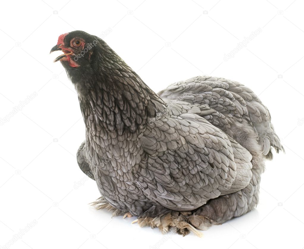 Brahma chicken in studio Stock Photo by ©cynoclub 128196716