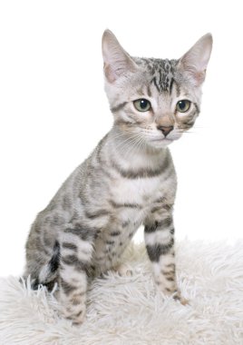 Gümüş bengal yavru kedi