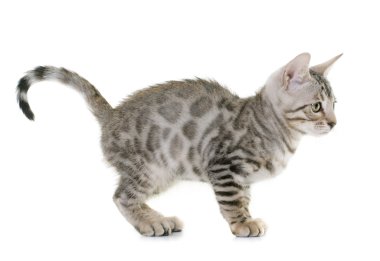 Gümüş bengal yavru kedi