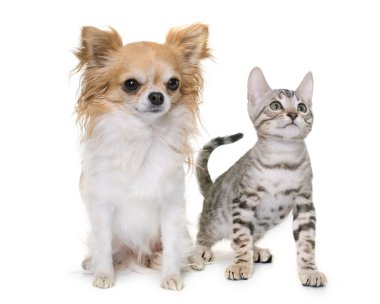 Gümüş bengal yavru kedi ve chihuahua