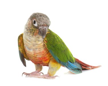conure Studio