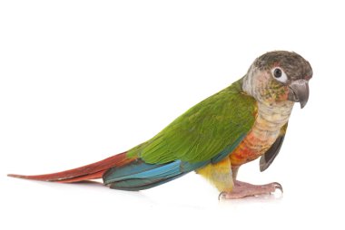 conure Studio