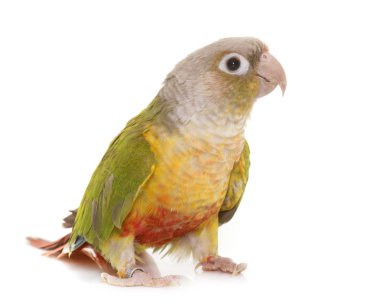 conure Studio