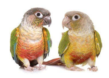 conure Studio
