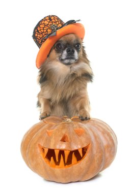 Cadılar Bayramı Balkabağı ve chihuahua 