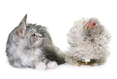 kıvırcık pekin tavuk ve kedi