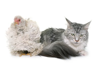 kıvırcık pekin tavuk ve kedi