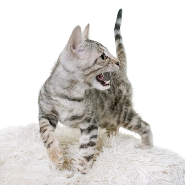 Plata bengala gatito —  Fotos de Stock