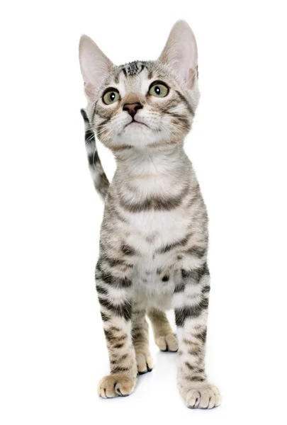 Srebrny bengal kitten — Zdjęcie stockowe