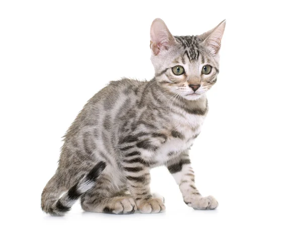 Srebrny bengal kitten — Zdjęcie stockowe