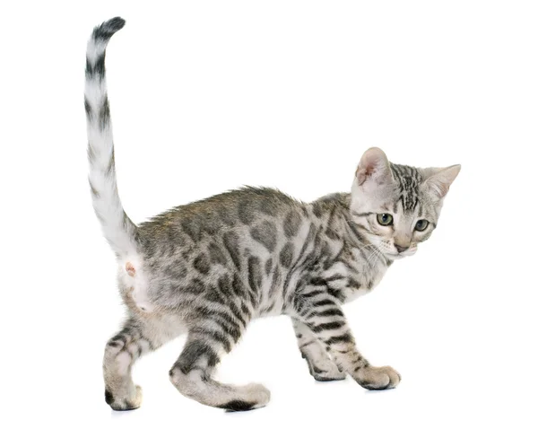 Silver bengal kitten — Stock Photo, Image