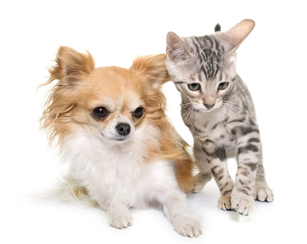 Srebrny kot bengalski i chihuahua — Zdjęcie stockowe
