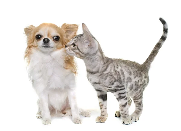 Srebrny kot bengalski i chihuahua — Zdjęcie stockowe